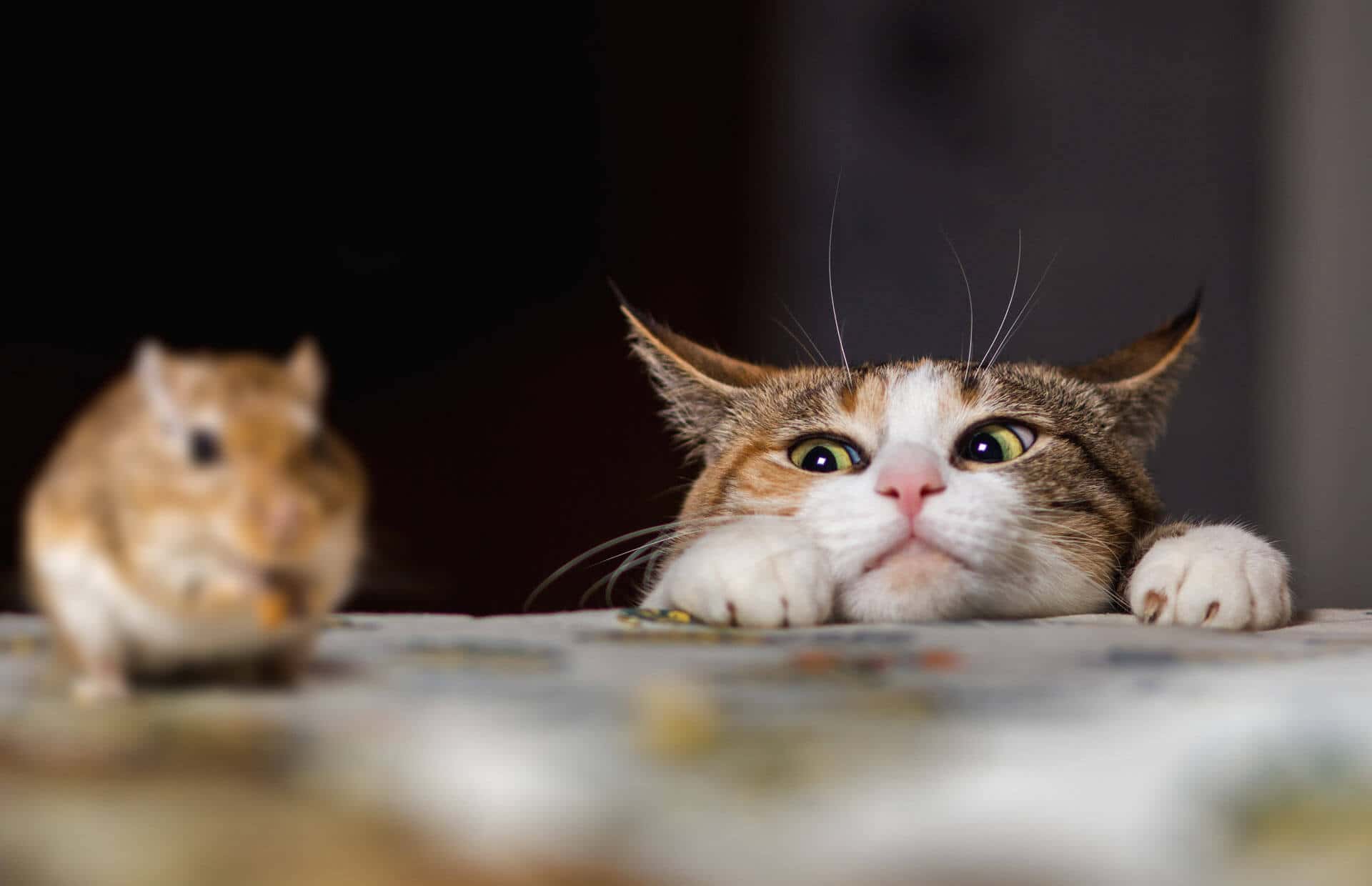 Animals In Warfare facts 