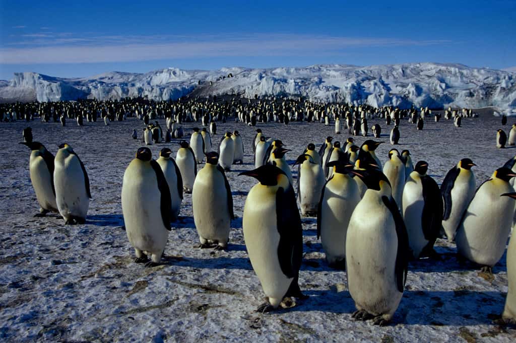 Polar Exploration facts