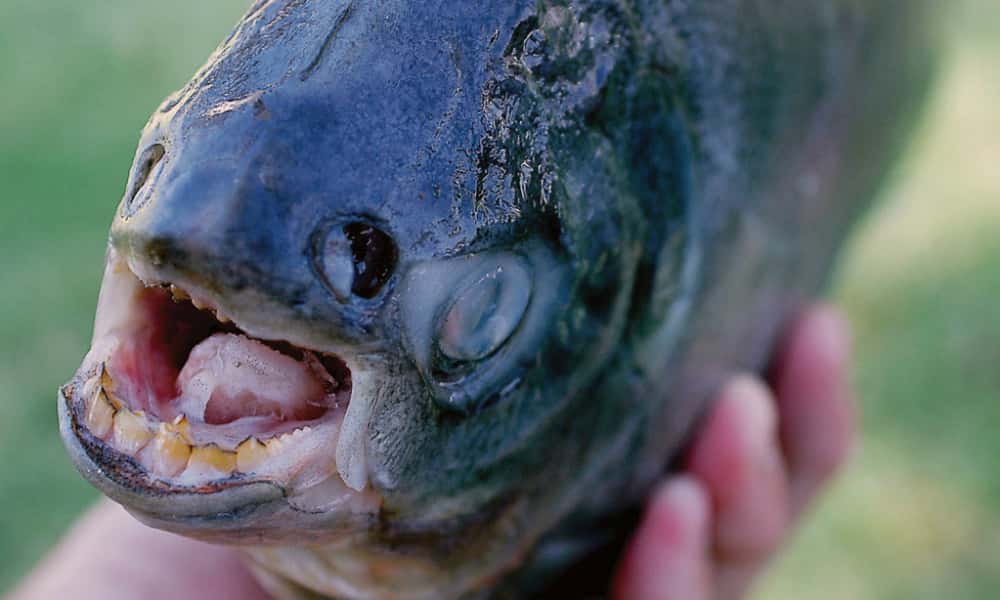 Beyond The Crypt facts