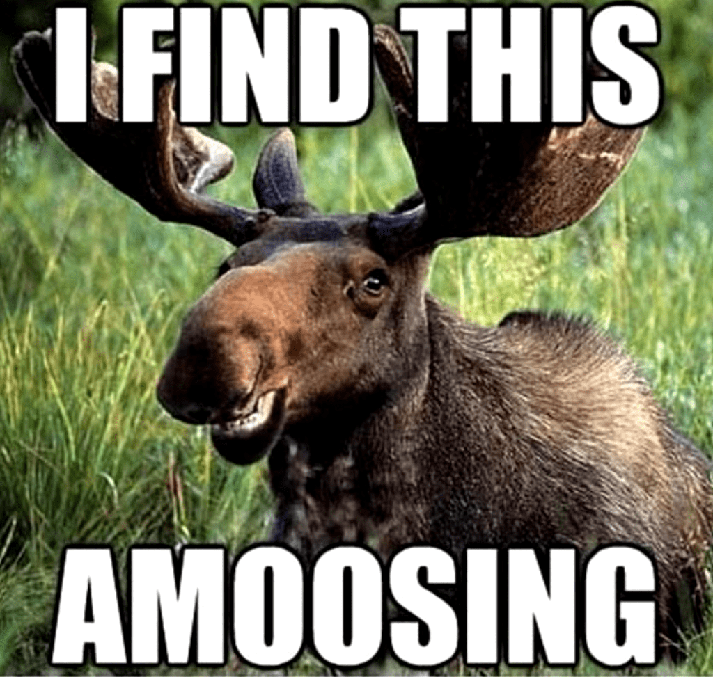 Animals In Warfare facts 