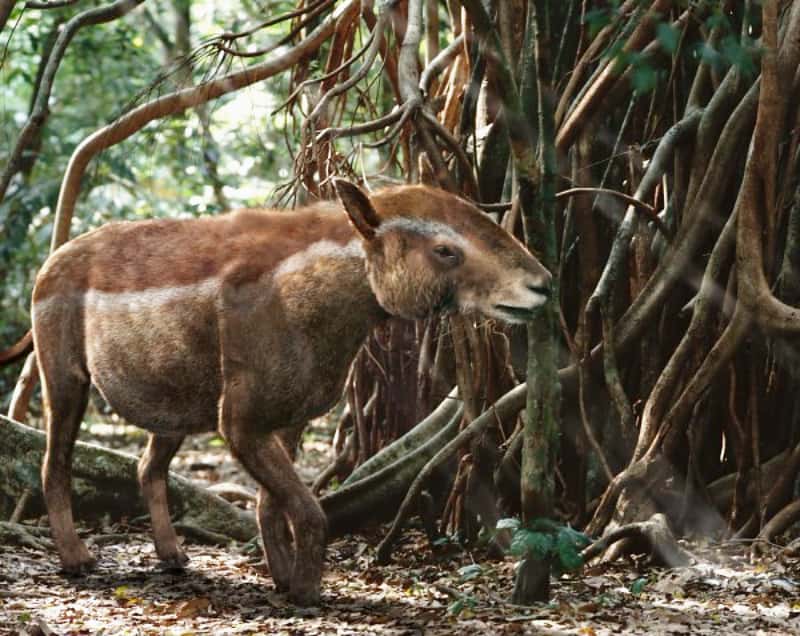 Prehistoric Beasts facts