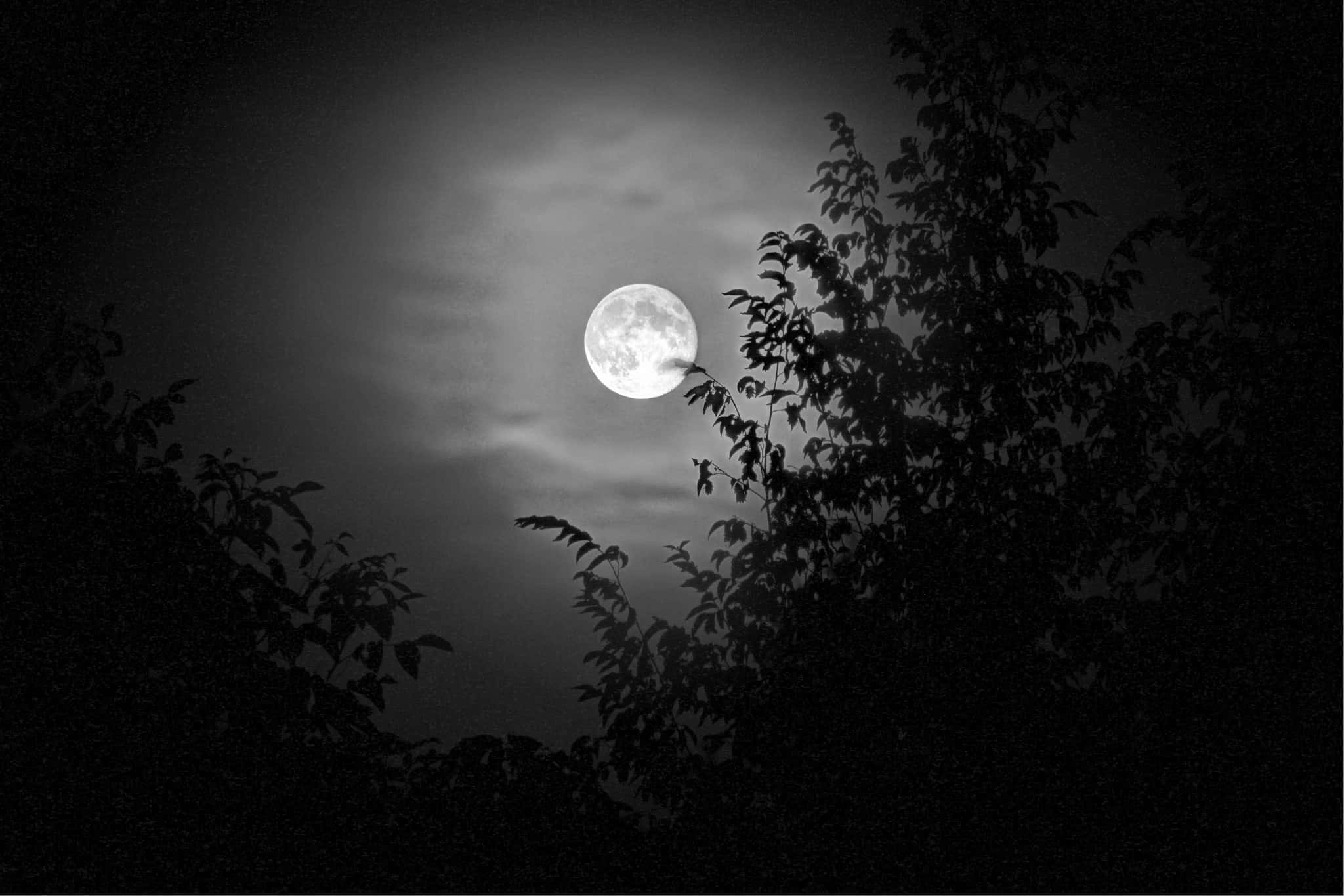 Depraved Depths of History facts