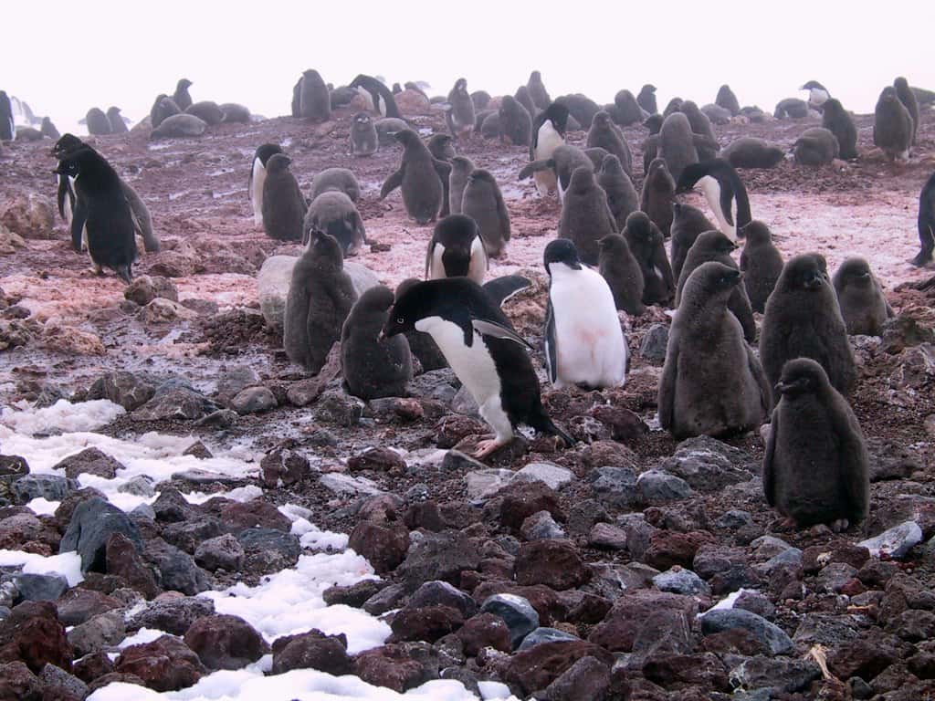 Polar Exploration facts