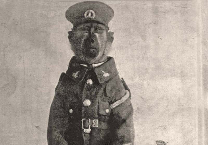 Animals In Warfare Facts