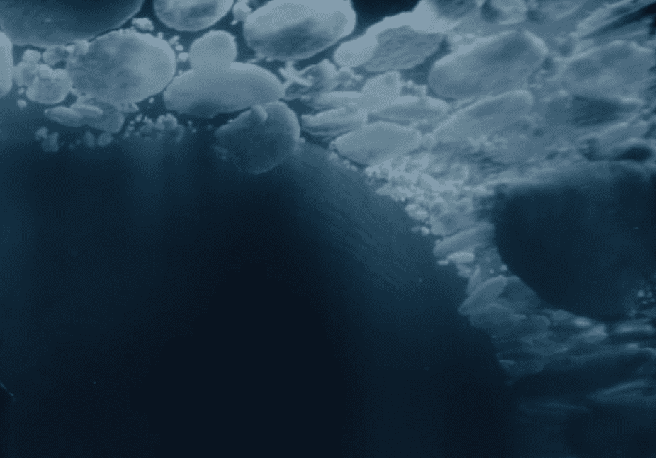 Franklin expedition Facts