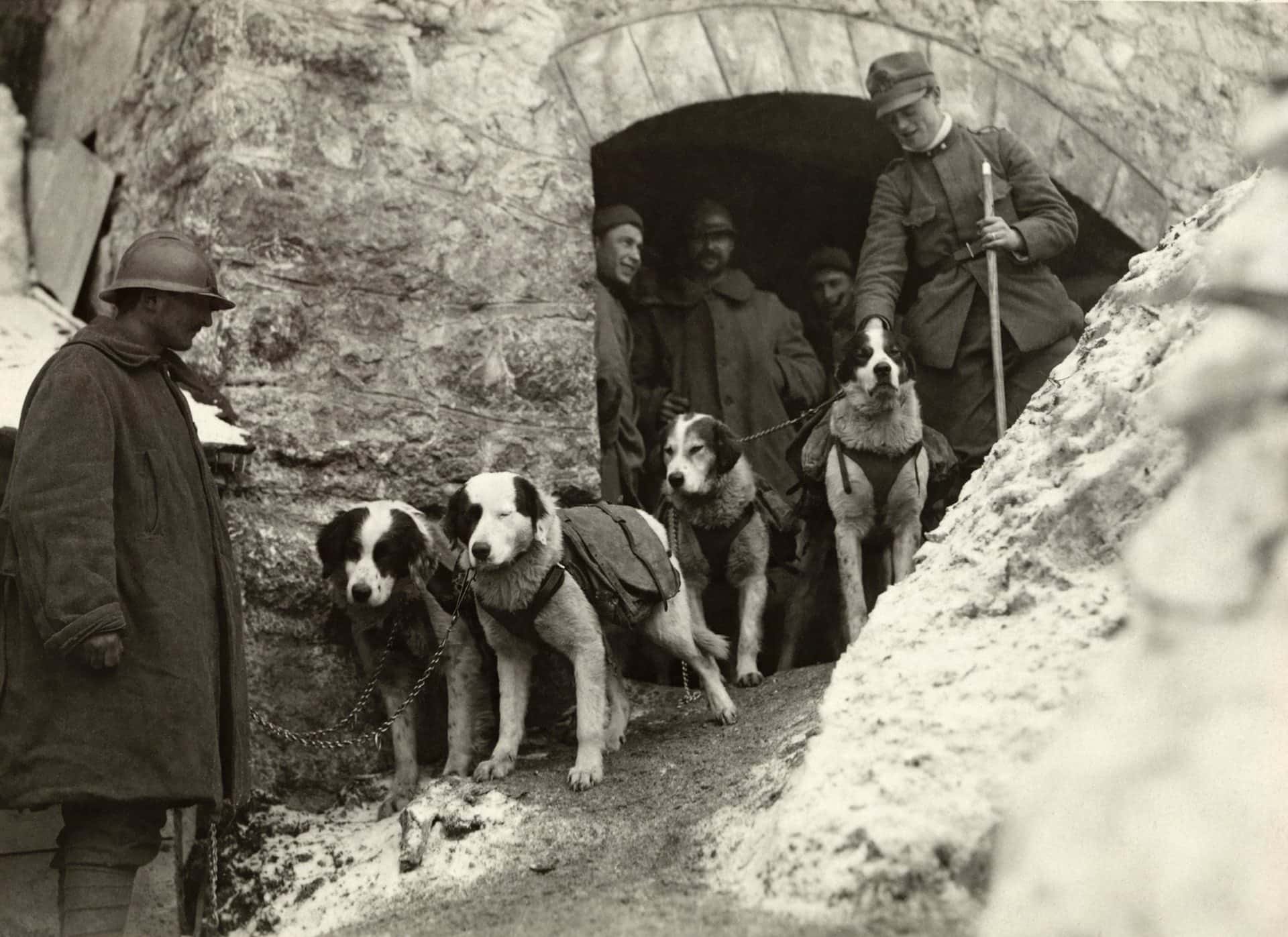 Animals In Warfare facts 