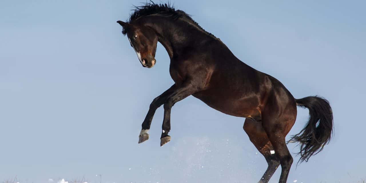 brown-horse-rearing-in-snow-1280x640