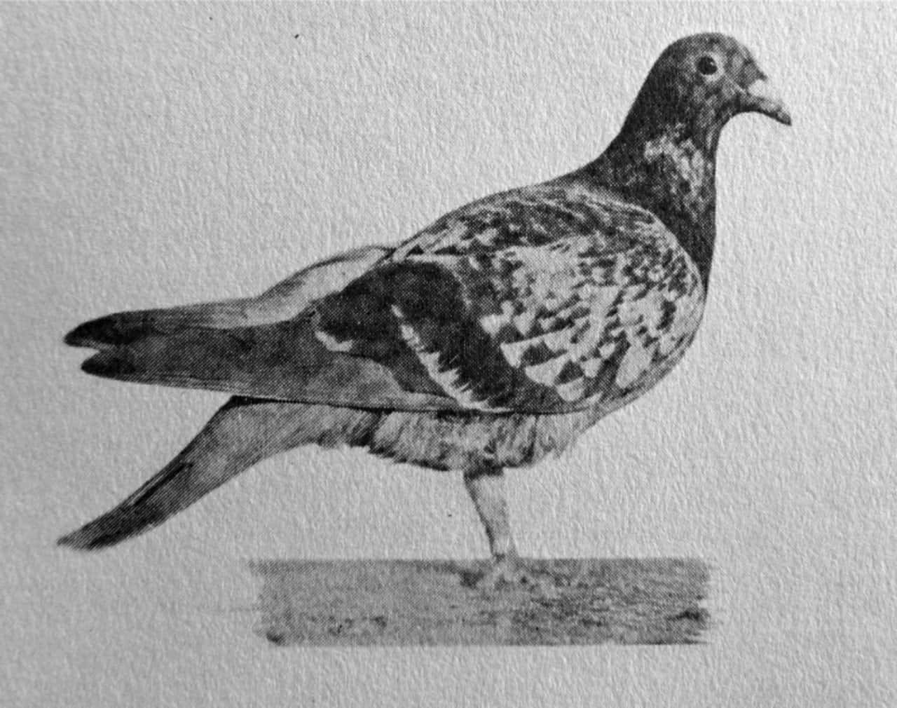 Animals In Warfare facts 