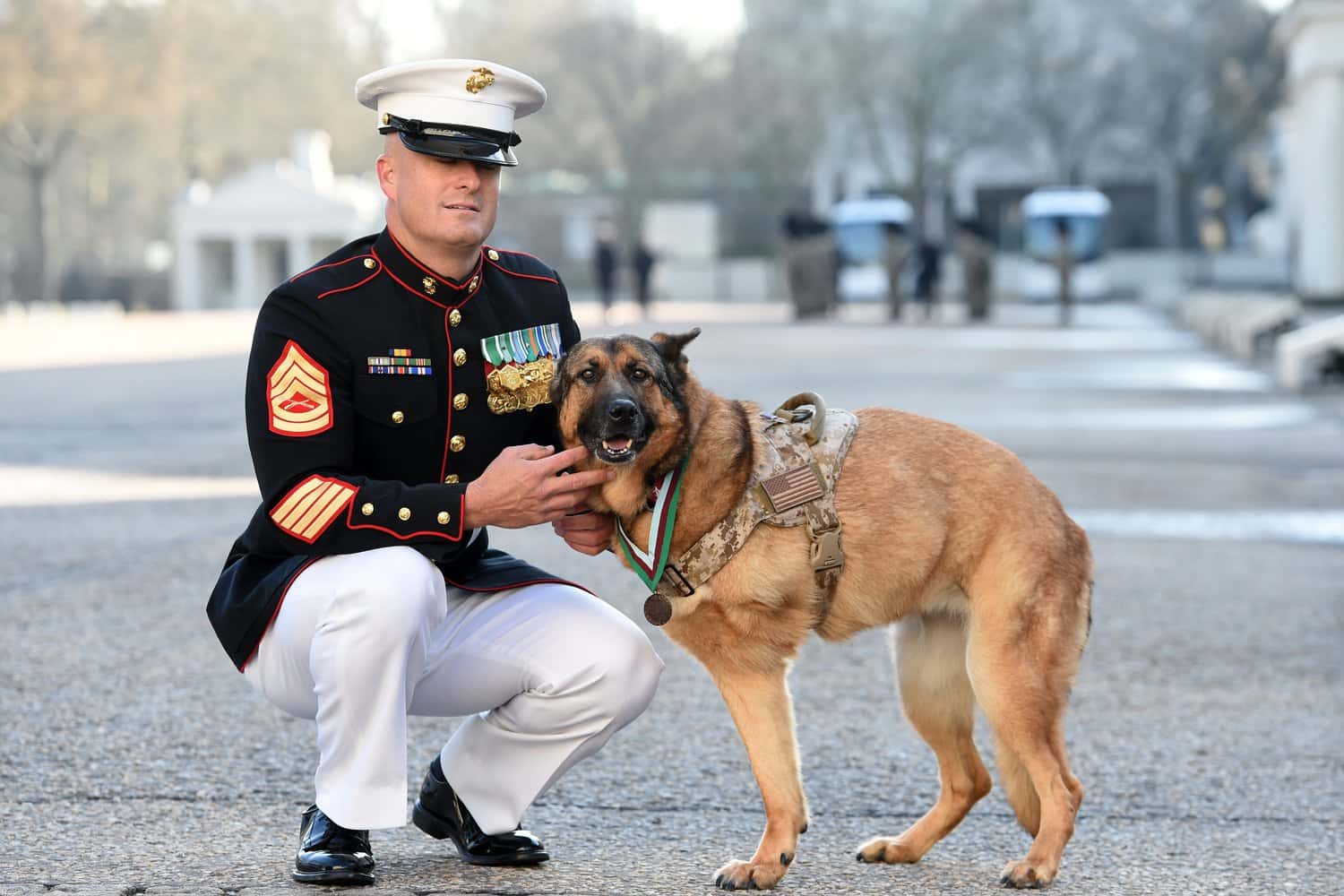 Animals In Warfare facts 