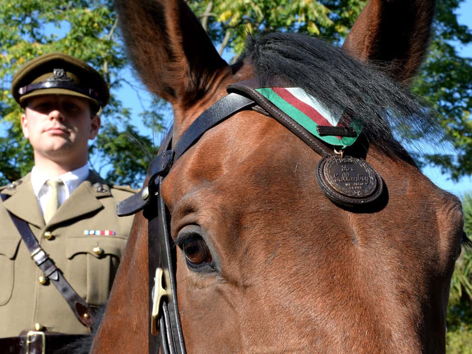 Animals In Warfare facts 