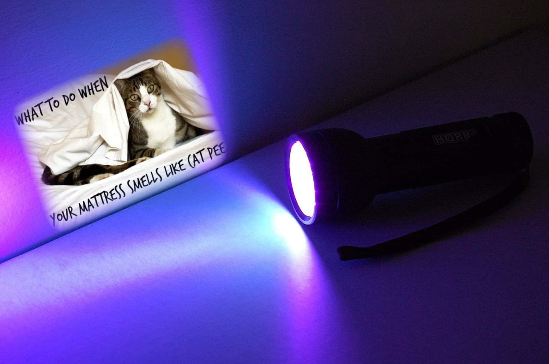 Curiosity-Quenching Random Facts