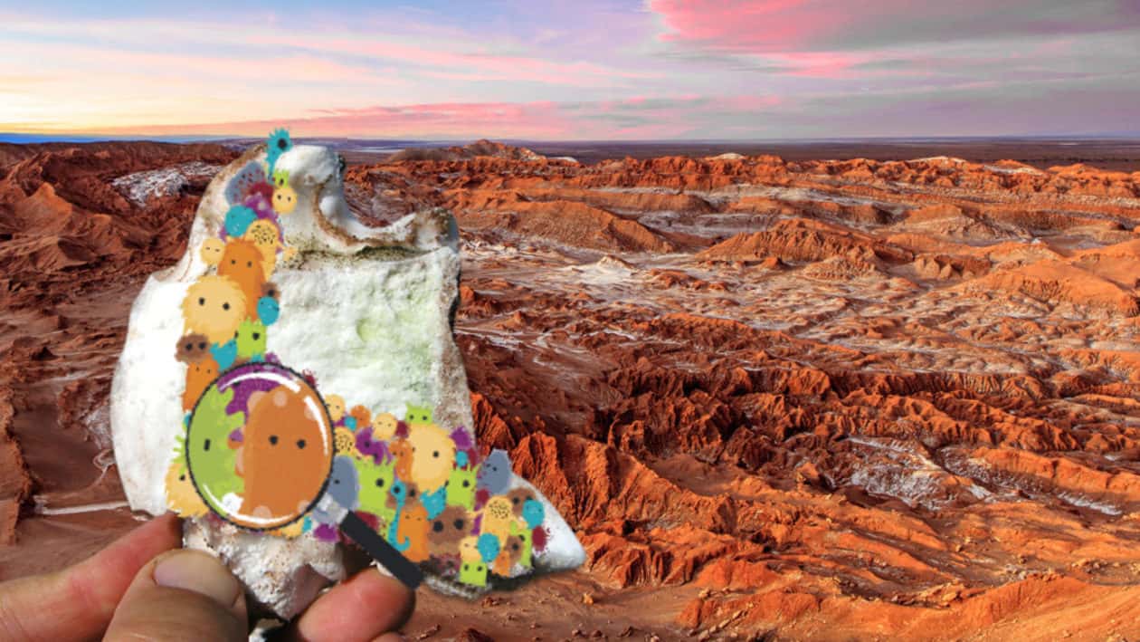 Life in the Universe Facts