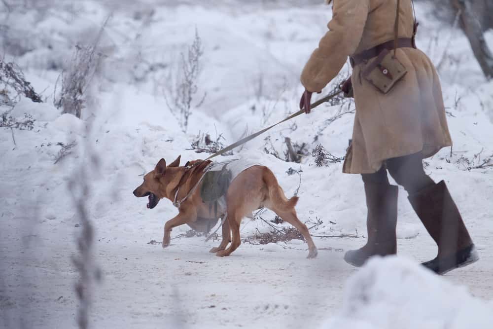 Animals In Warfare Facts