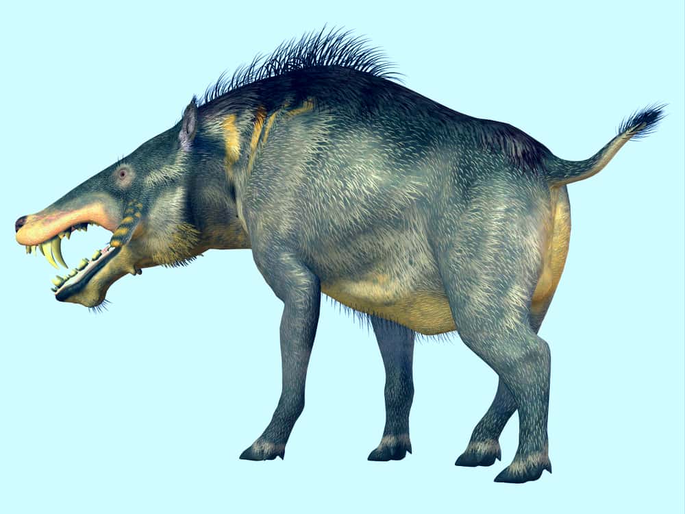 shutterstock_303111176 Entelodon Omnivore -