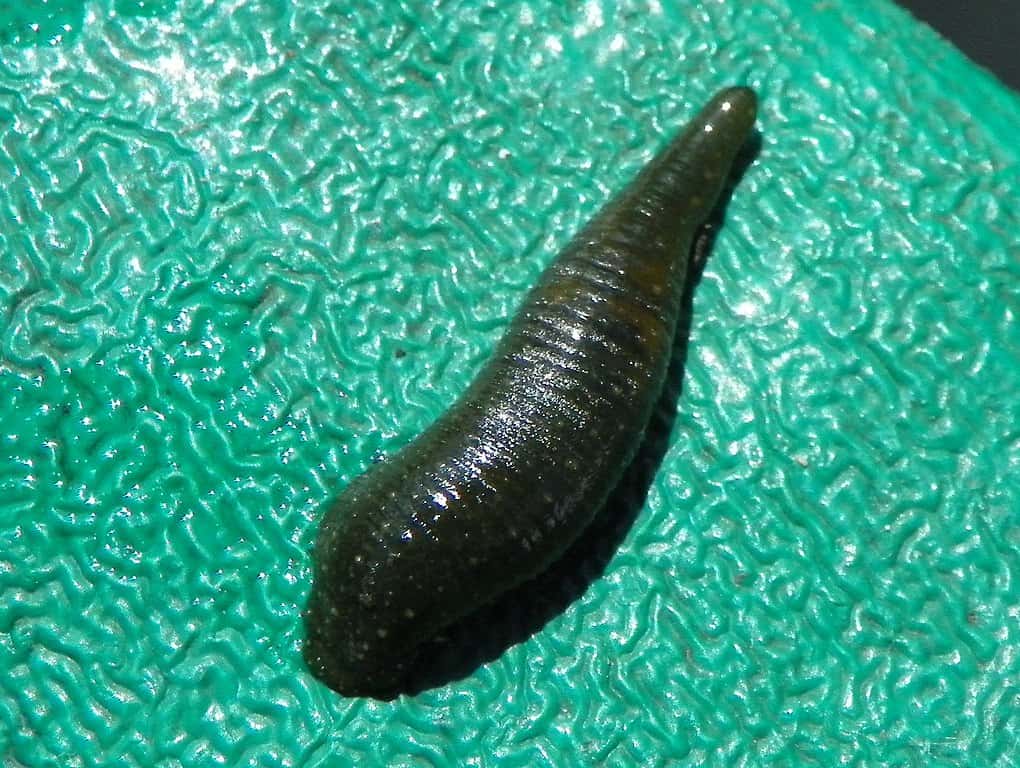 Medieval Beliefs facts