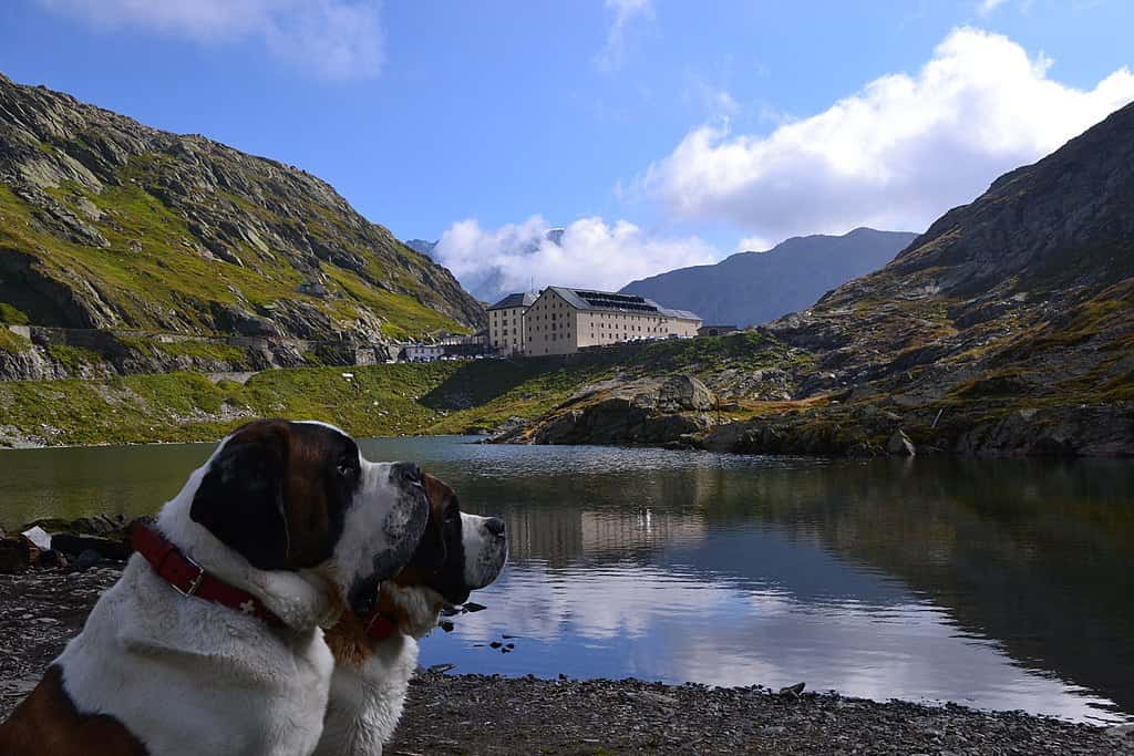 Daring Rescues Facts