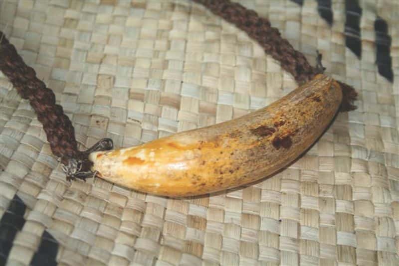 Bizarre Courtship Rituals Facts