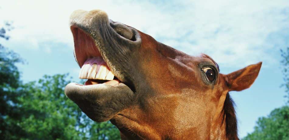 European Union facts