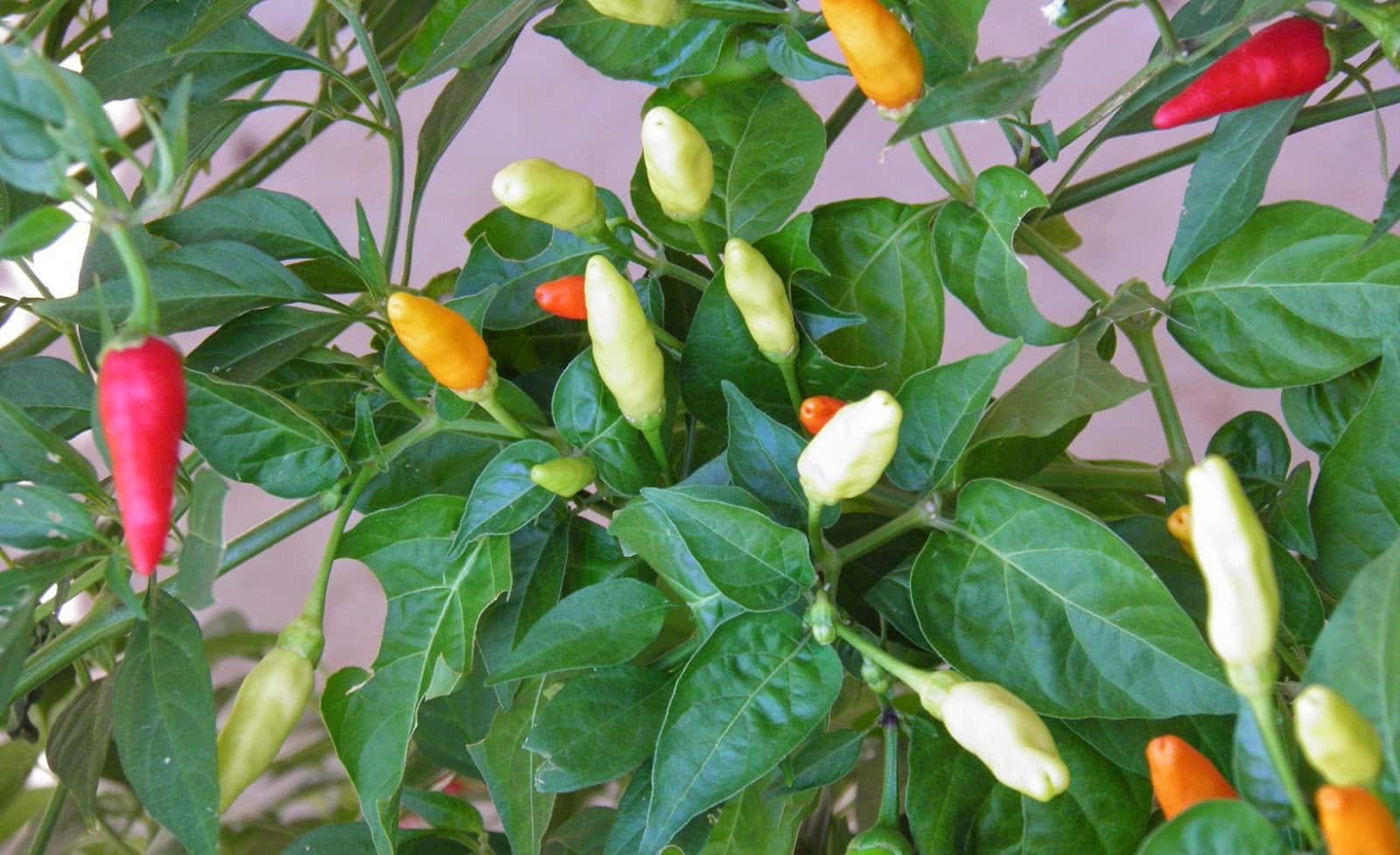  Italian History facts 