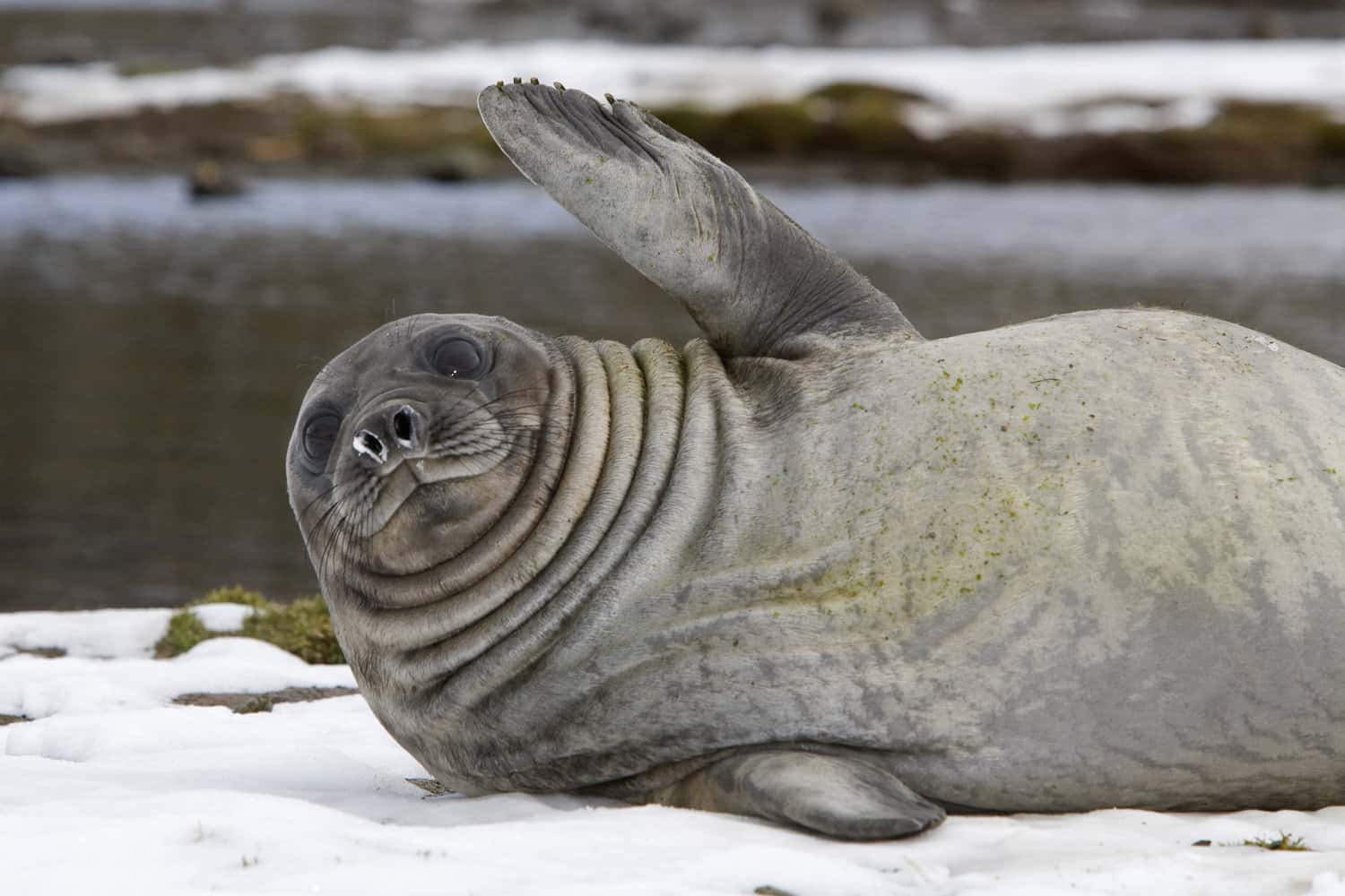 Fear the Walking Dead facts