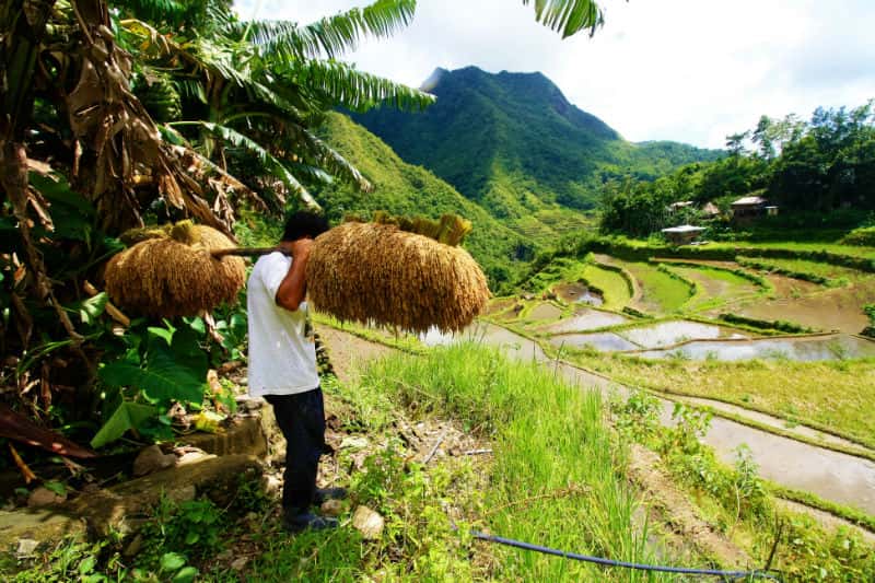 Bizarre Courtship Rituals Facts