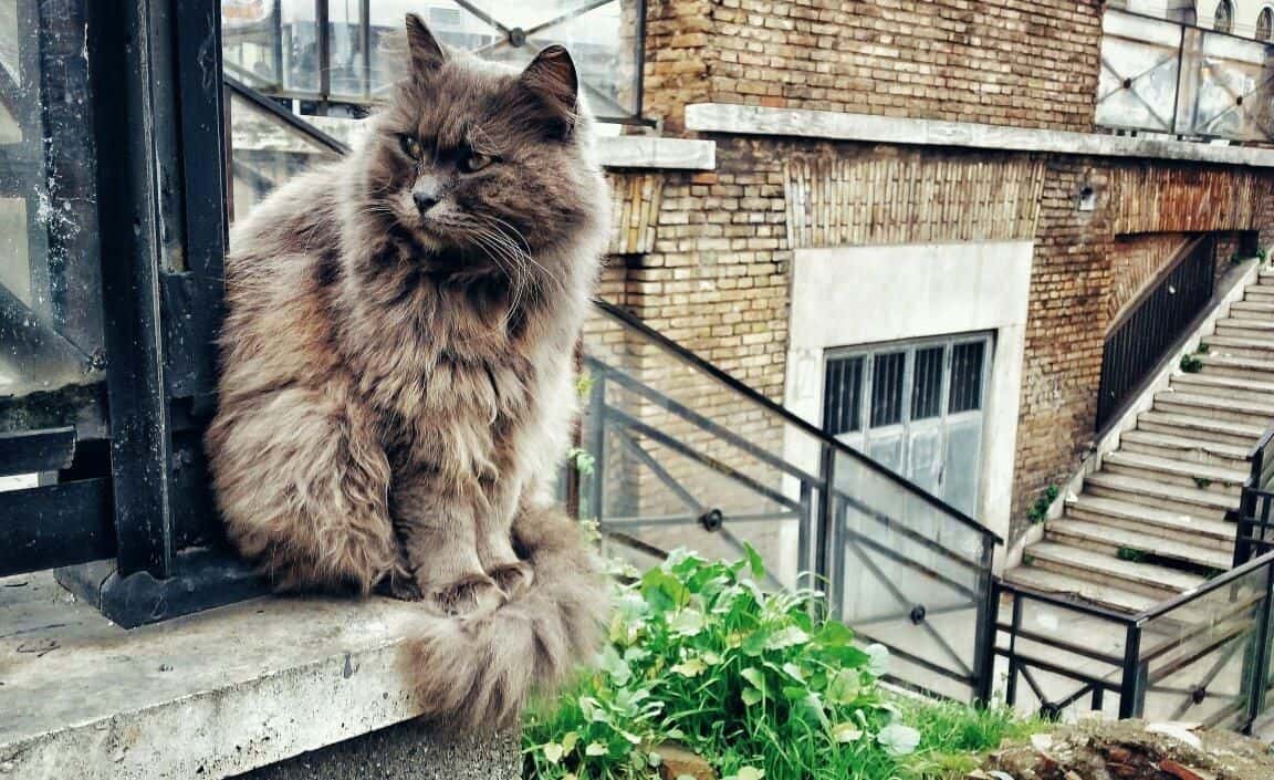  Italian History facts 