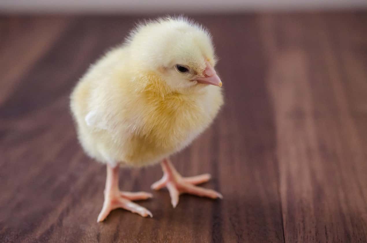 Bizarre Courtship Rituals Facts