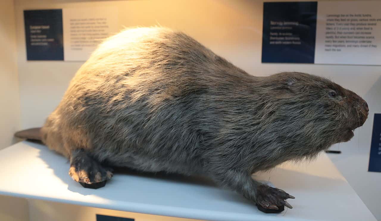 History's Darkest Moments Facts