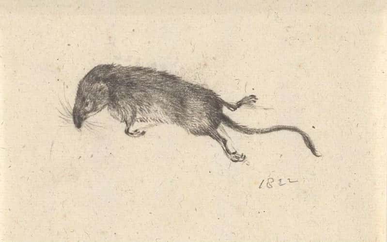 Medieval Beliefs facts