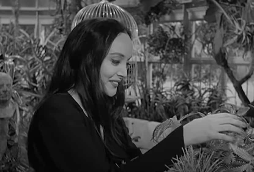 Shows Canceled Too Soon facts 