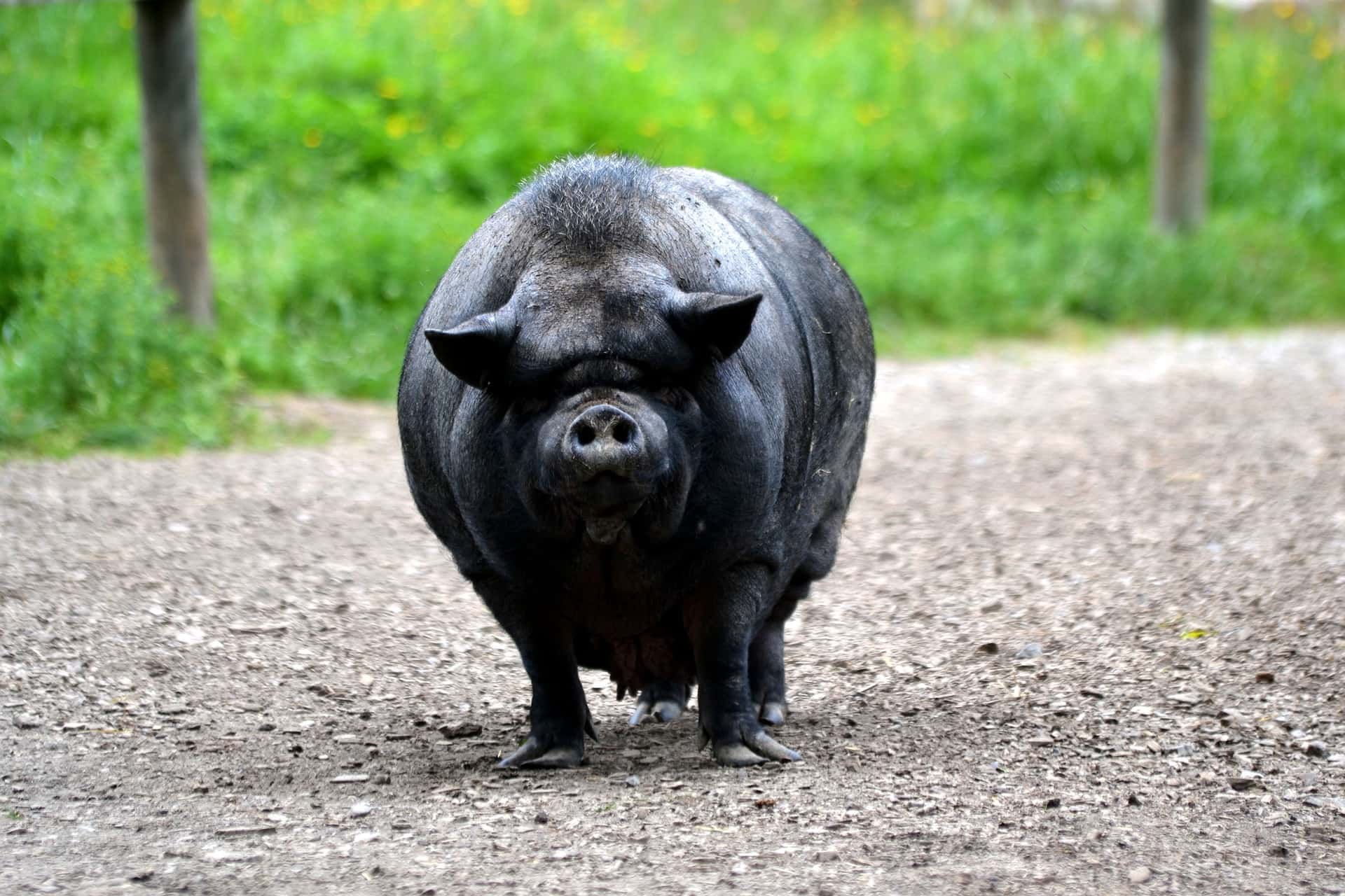 Daring Rescues Facts