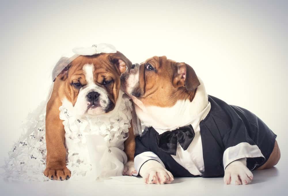 Close Up Photo of bride and groom dog puppies