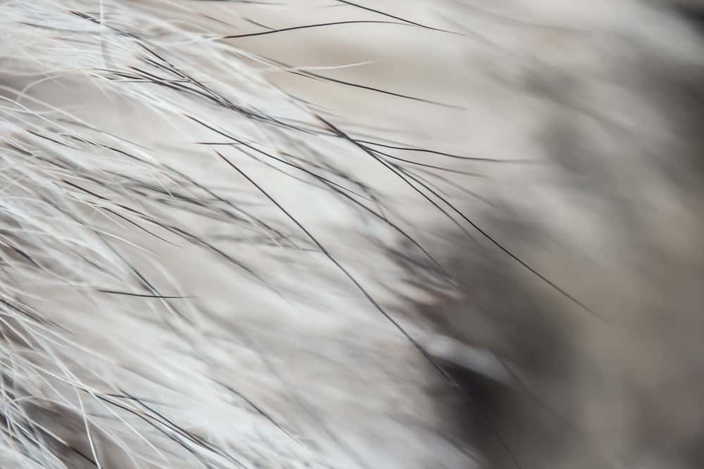 JonBenet Ramsey Case Facts