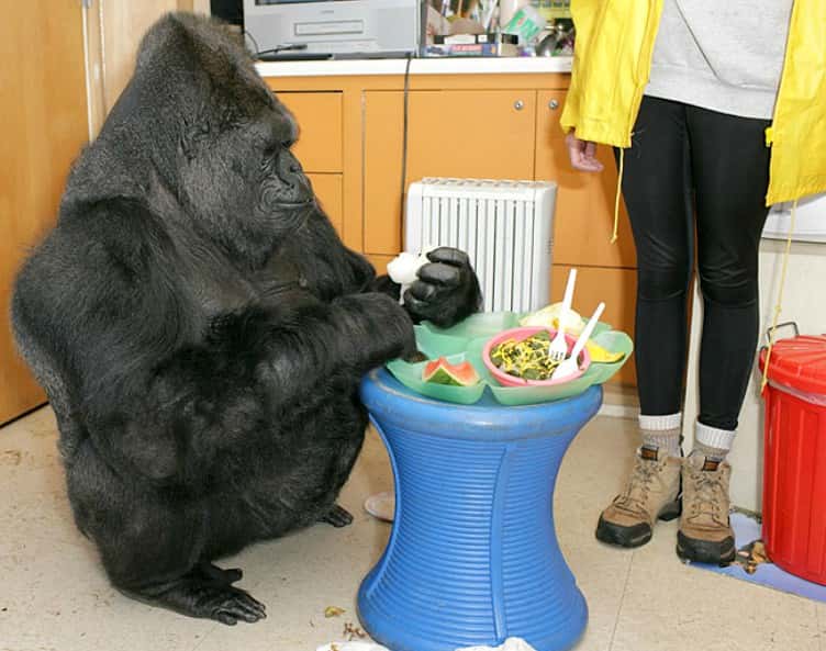 Koko The Gorilla Facts