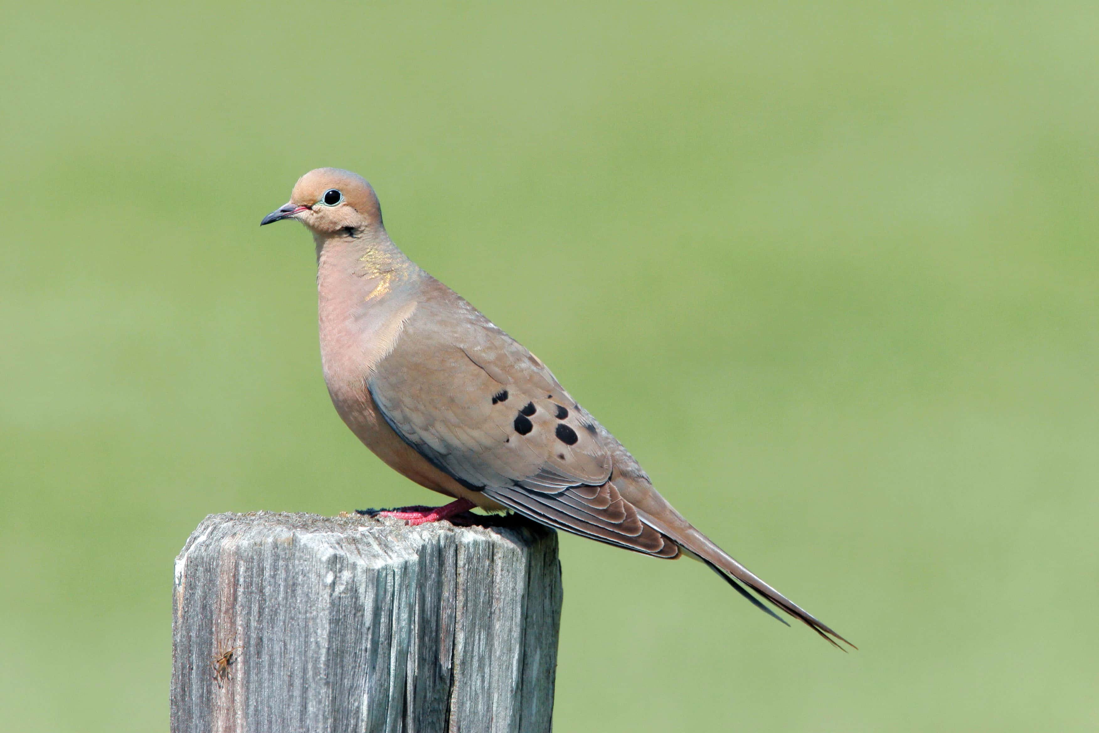 Words Everyone is Pronouncing Wrong facts 