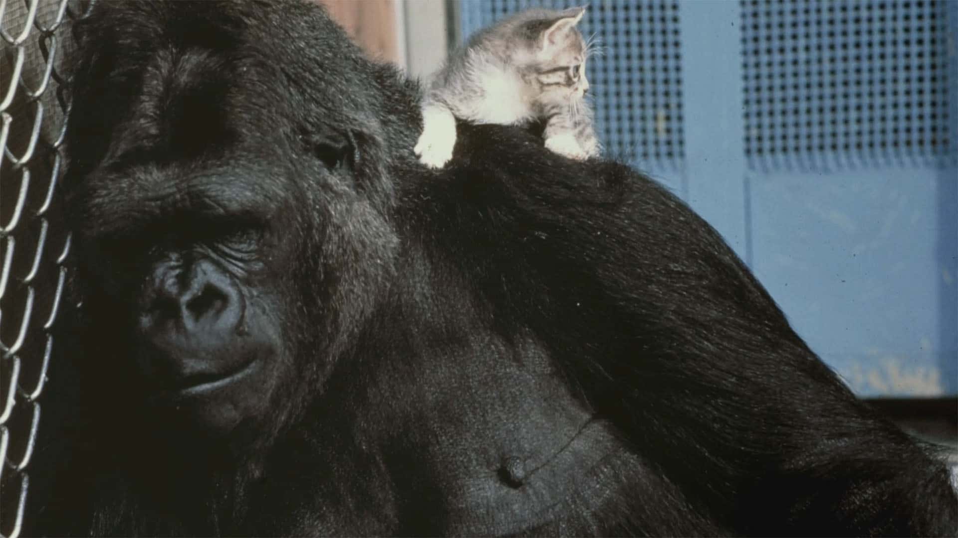 Koko The Gorilla Facts