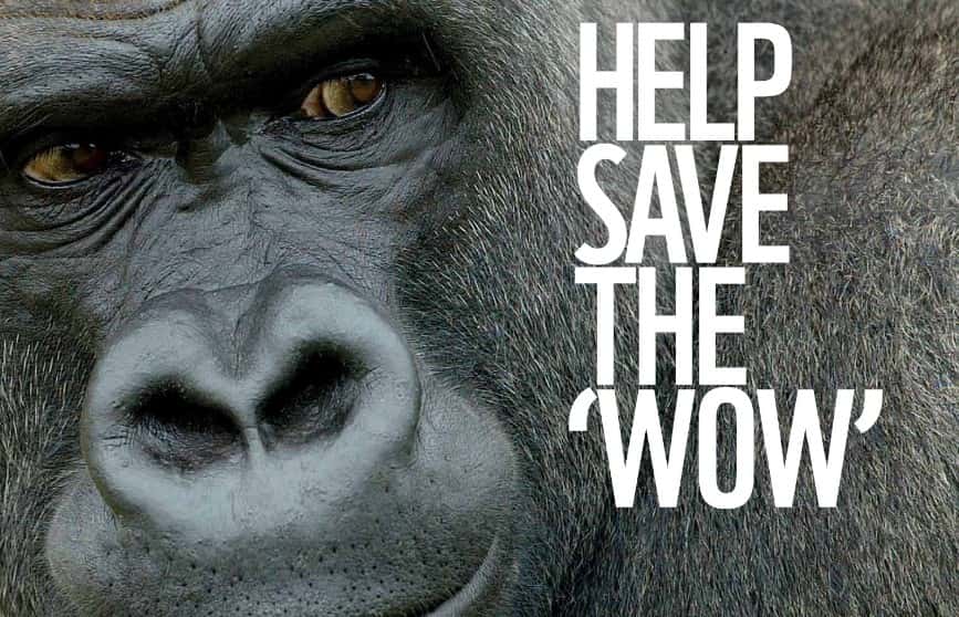 Koko The Gorilla Facts