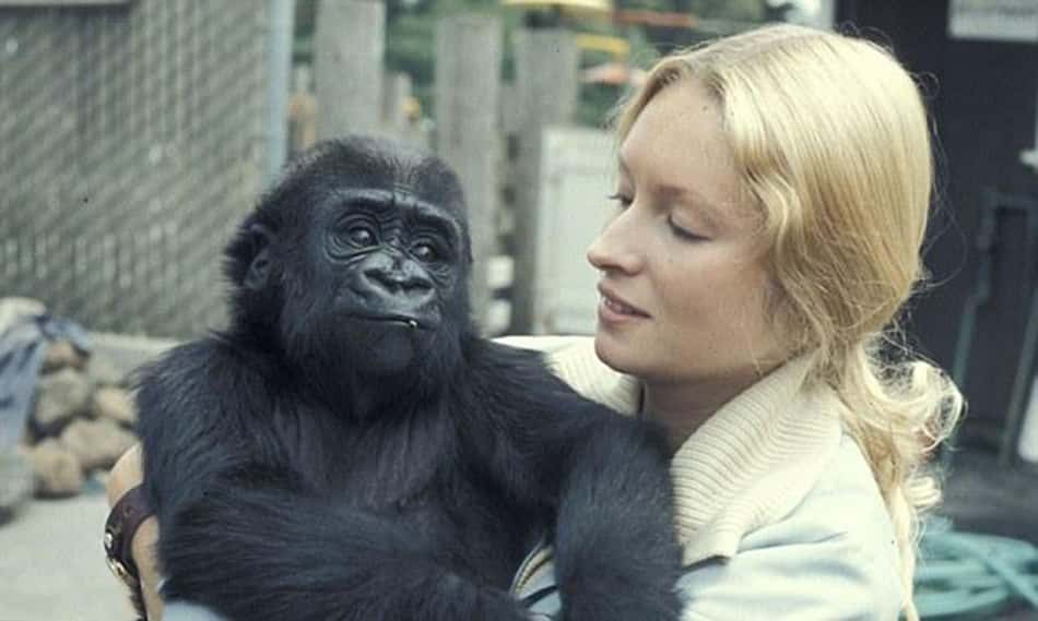 Koko The Gorilla Facts