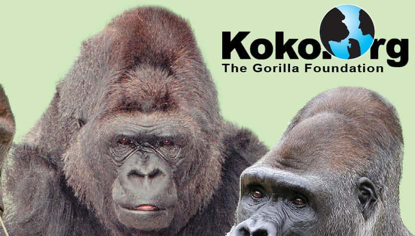 Koko The Gorilla Facts