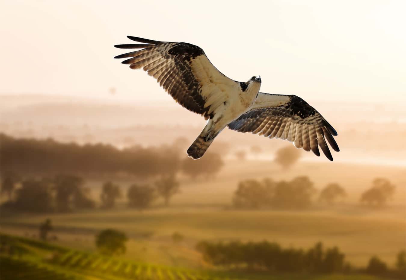 Words Everyone is Pronouncing Wrong facts 