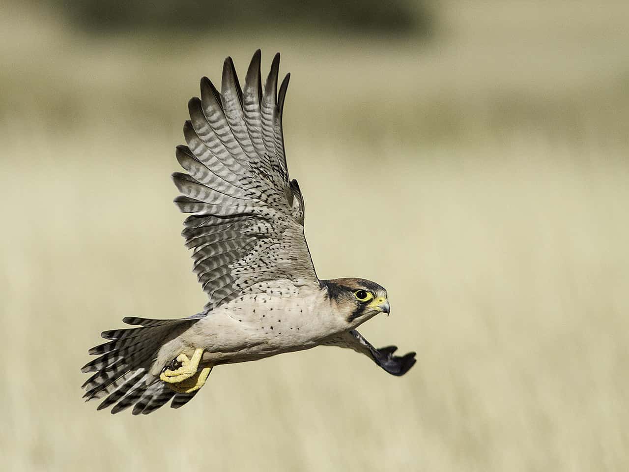 Words Everyone is Pronouncing Wrong Facts