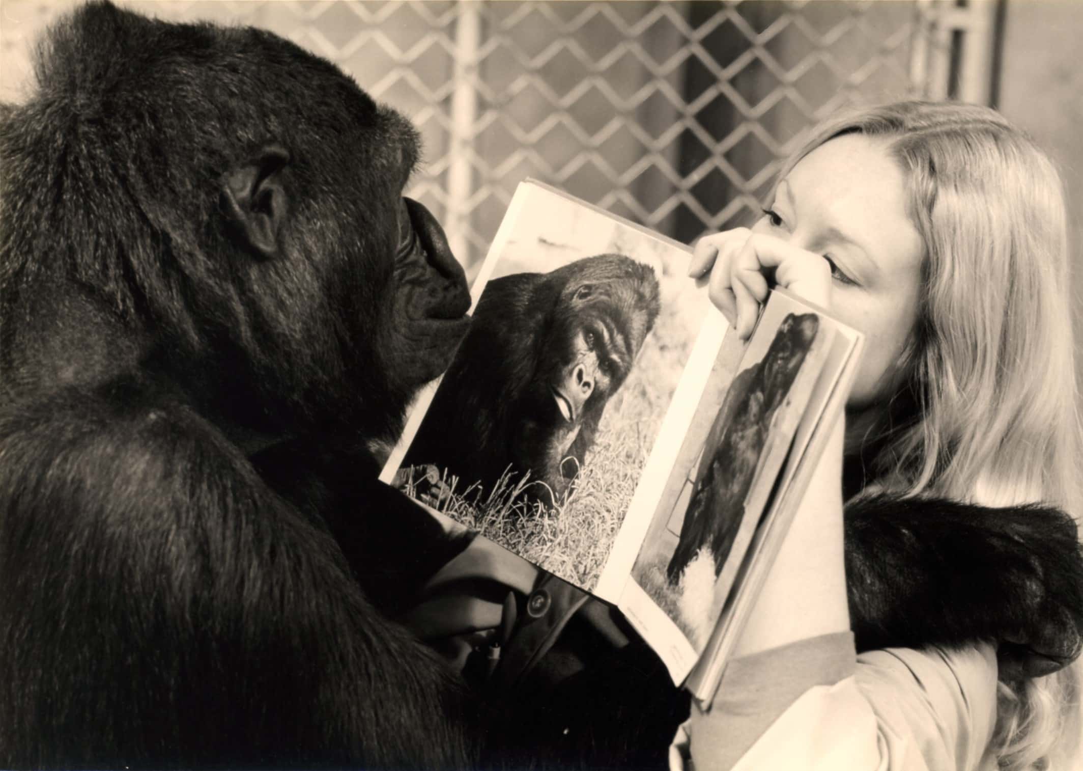 Koko The Gorilla Facts