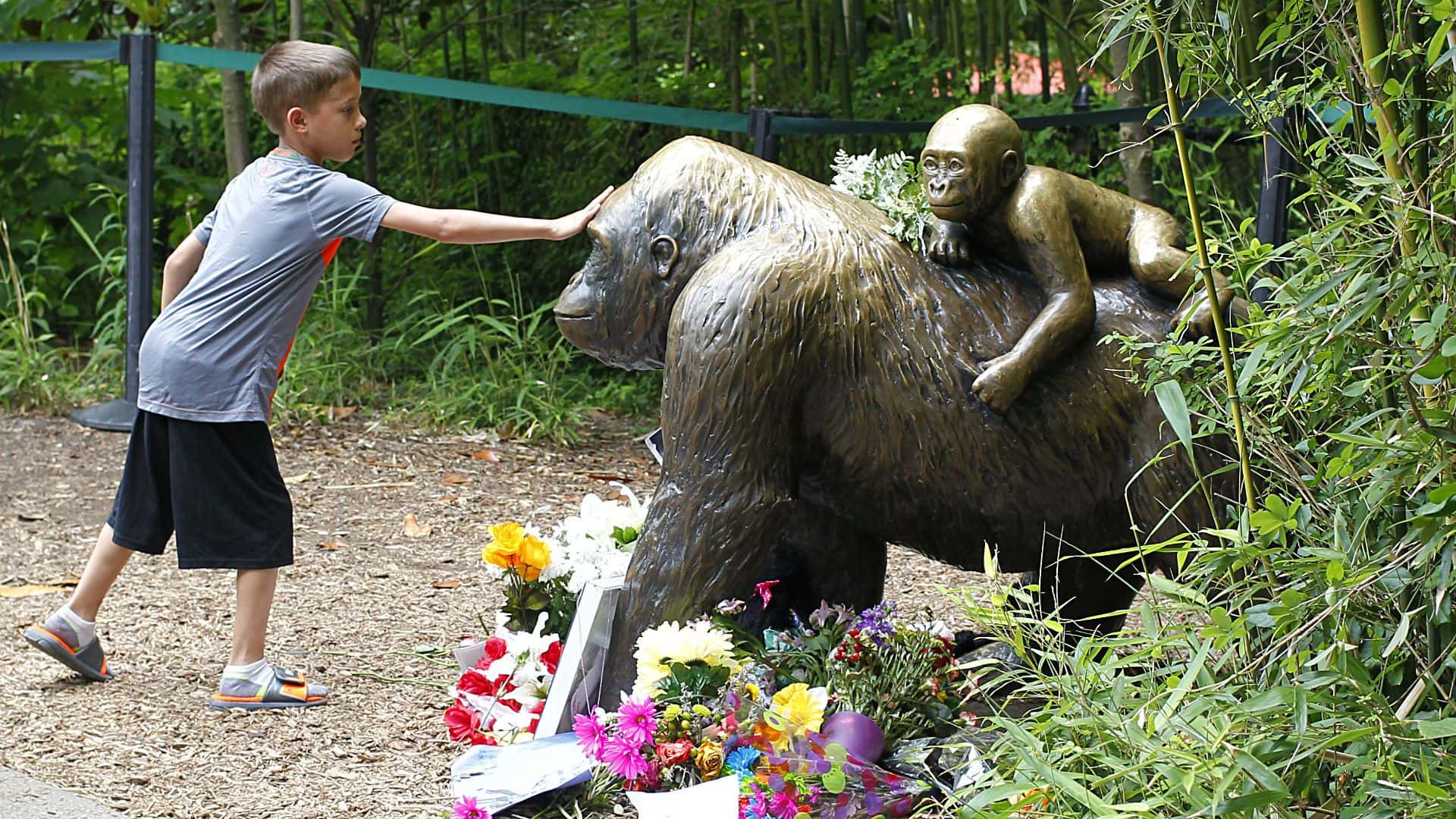 Koko The Gorilla Facts