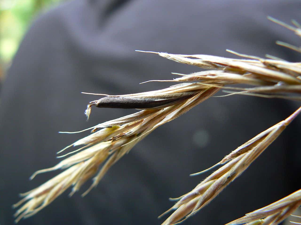 Medieval Beliefs facts