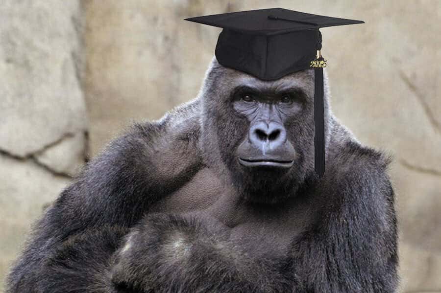 Koko The Gorilla Facts