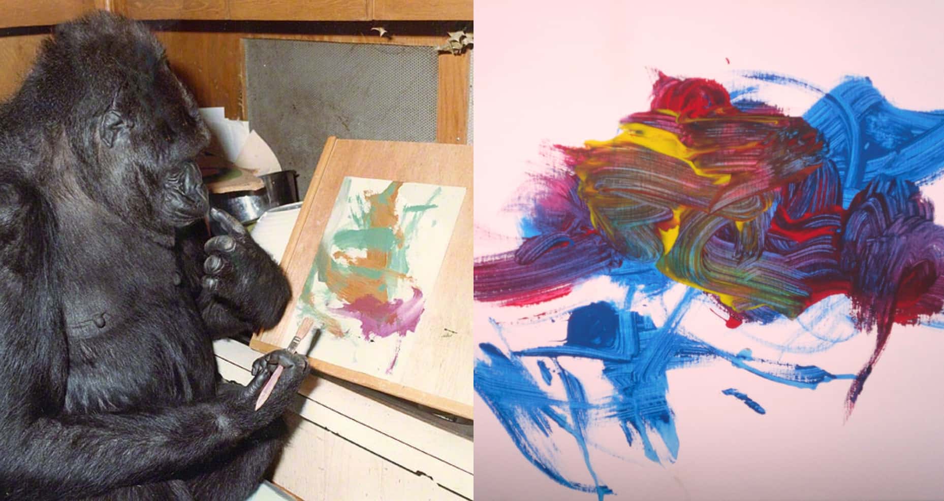 Koko The Gorilla Facts