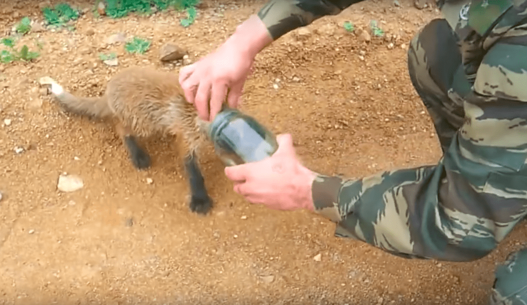 Fox-Jar-Rescue-1024x593