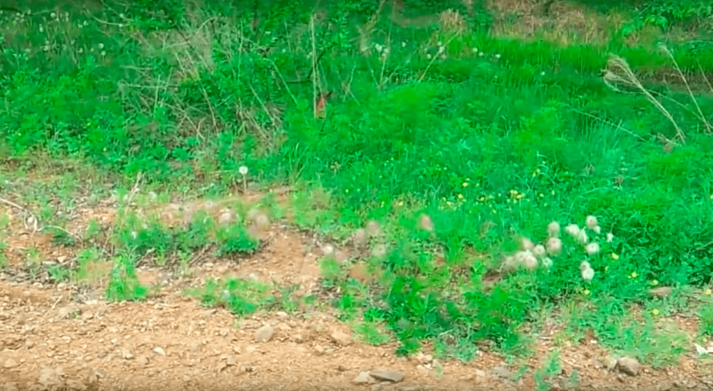 Fox-escape-1024x562