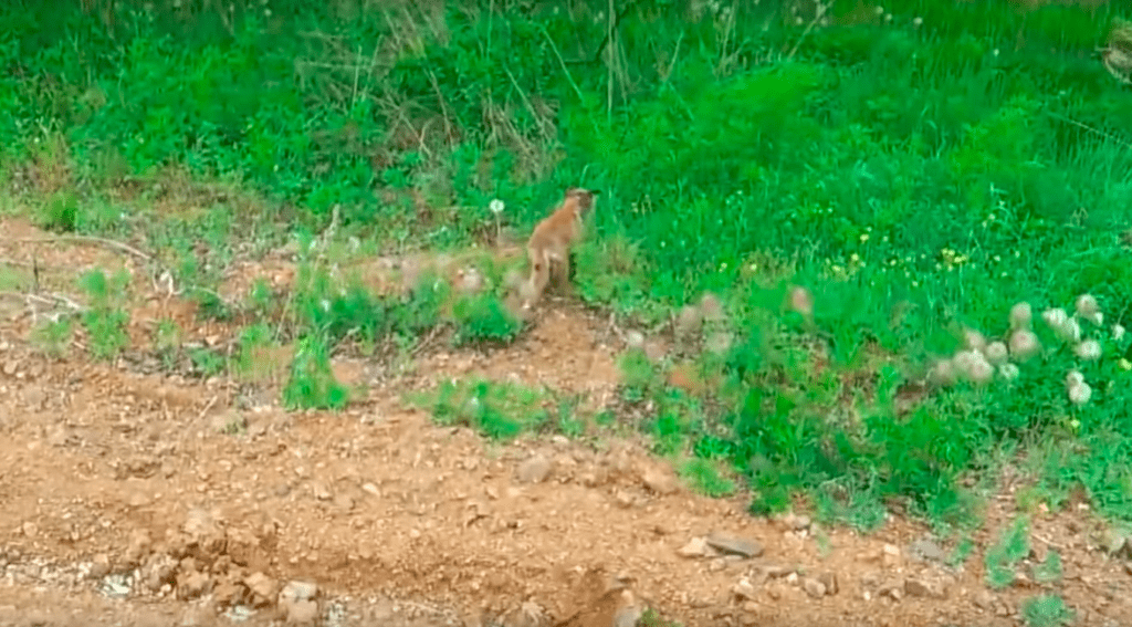 Fox-freed-1024x567