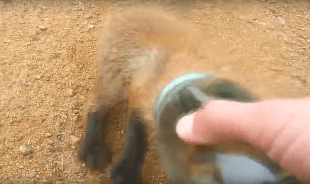 Fox-rescue-1024x607